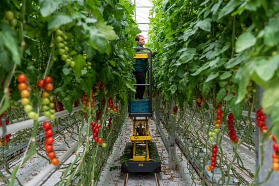 Geotermálna energia využívaná pri pestovaní paradajok