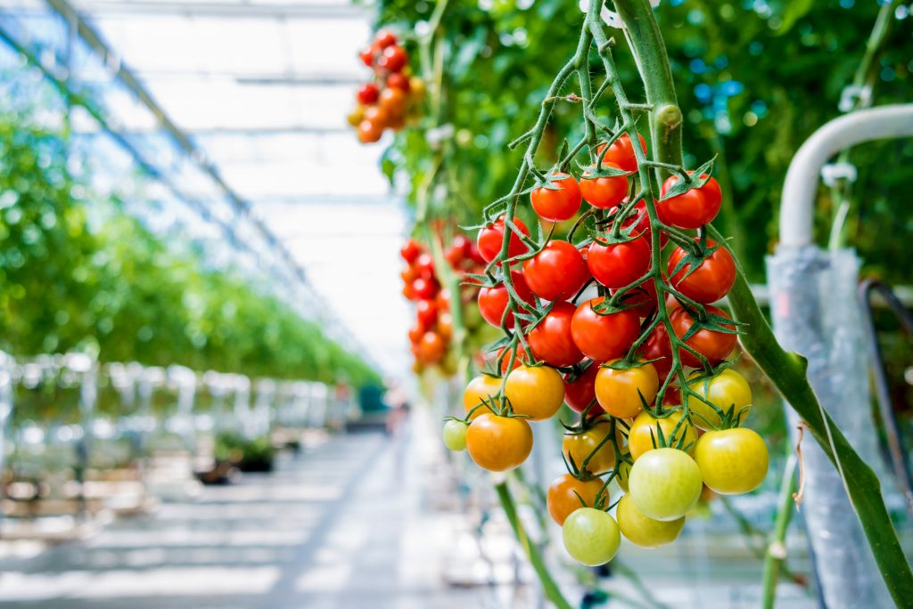 geotermálna energia sa využíva pri pestovaní paradajok