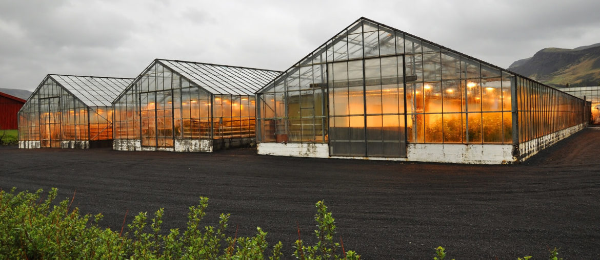 geotermálny potenciál v Európe, skleníky Island